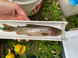 Image result for Oncorhynchus clarkii