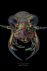 Attēlu rezultāti vaicājumam “Cicindela hybrida”