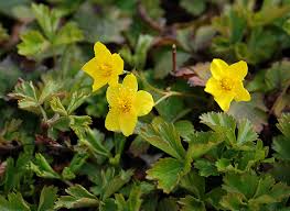 Attēlu rezultāti vaicājumam “Waldsteinia geoides flower”