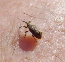 Attēlu rezultāti vaicājumam “Anthonomus pomorum”