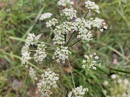 Attēlu rezultāti vaicājumam “Peucedanum oreoselinum flower”