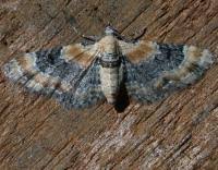 Attēlu rezultāti vaicājumam “Eupithecia linariata”