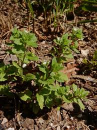 Attēlu rezultāti vaicājumam “Veronica agrestis”