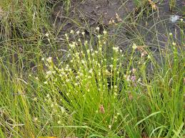 Attēlu rezultāti vaicājumam “Rhynchospora alba flower”