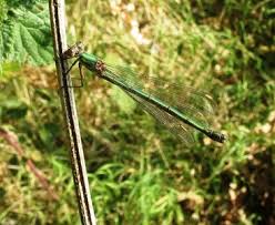 Attēlu rezultāti vaicājumam “Chalcolestes viridis”