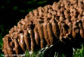 Attēlu rezultāti vaicājumam “Tubifera ferruginosa (subsp. ferruginosa)”