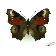 Attēlu rezultāti vaicājumam “Inachis io underside”