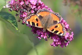 Image result for Small Tortoiseshell