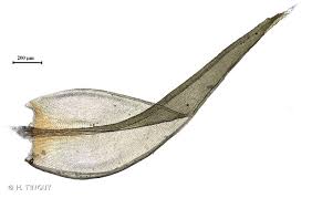 Attēlu rezultāti vaicājumam “Schistidium apocarpum”