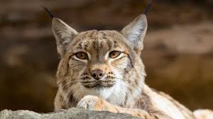 Attēlu rezultāti vaicājumam “Lynx lynx”