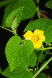 Attēlu rezultāti vaicājumam “Thladiantha dubia”