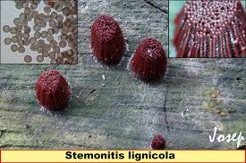 Attēlu rezultāti vaicājumam “Stemonitis lignicola”