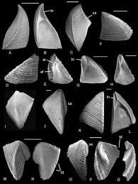 Attēlu rezultāti vaicājumam “Physarum bivalve sessile”