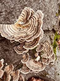 Attēlu rezultāti vaicājumam “Trametes ochracea”