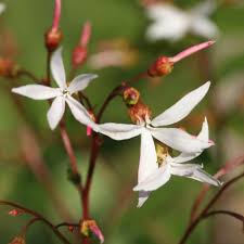 Attēlu rezultāti vaicājumam “Gillenia trifoliata flower”