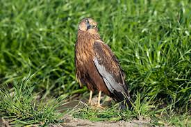 Attēlu rezultāti vaicājumam “Circus aeruginosus adult”