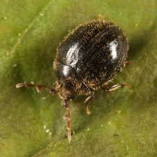 Attēlu rezultāti vaicājumam “Ptinus sp.”