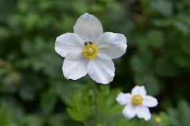 Attēlu rezultāti vaicājumam “Anemone sylvestris fruit”