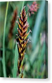 Attēlu rezultāti vaicājumam “Blysmus compressus leaf”