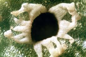 Attēlu rezultāti vaicājumam “Tranzschelia pruni-spinosae spores”