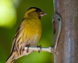 Attēlu rezultāti vaicājumam “Carduelis spinus male”