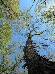 Attēlu rezultāti vaicājumam “Carya ovata leaf”
