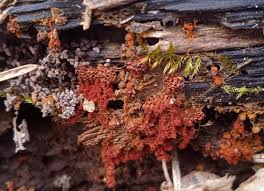 Attēlu rezultāti vaicājumam “Arcyria imperialis”