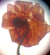Attēlu rezultāti vaicājumam “Barbeyella minutissima”