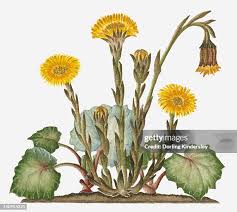 Attēlu rezultāti vaicājumam “Tussilago farfara leaf”