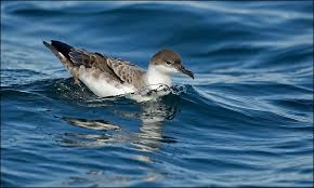 Image result for Puffinus gravis