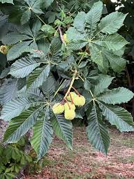Attēlu rezultāti vaicājumam “Aesculus hippocastanum”