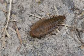 Attēlu rezultāti vaicājumam “Silpha obscura larva”