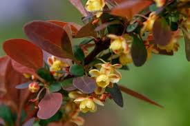 Attēlu rezultāti vaicājumam “Berberis thunbergii flower”