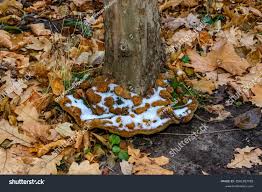 Attēlu rezultāti vaicājumam “Phellinus robustus”