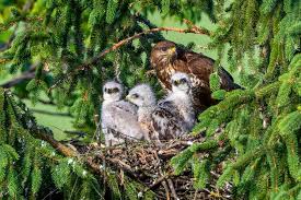 Attēlu rezultāti vaicājumam “Buteo buteo nest”