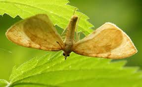 Attēlu rezultāti vaicājumam “Eulithis pyraliata”