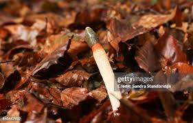 Attēlu rezultāti vaicājumam “Mutinus caninus”