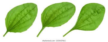 Attēlu rezultāti vaicājumam “Plantago major leaf”