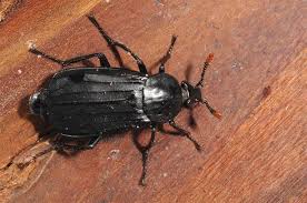 Attēlu rezultāti vaicājumam “Necrodes littoralis”