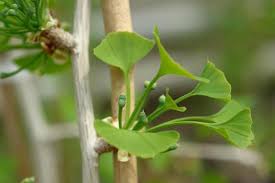 Attēlu rezultāti vaicājumam “Ginkgo biloba male flower”