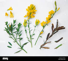 Image result for Genista tinctoria