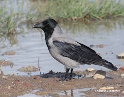 Attēlu rezultāti vaicājumam “Corvus cornix juvenile”