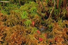 Attēlu rezultāti vaicājumam “Sphagnum teres”