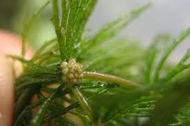 「金魚藻」的圖片搜尋結果