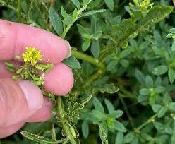 Attēlu rezultāti vaicājumam “Rorippa palustris leaf”
