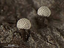 Attēlu rezultāti vaicājumam “Physarum notabile”