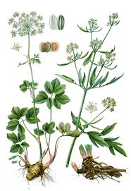 Image result for Liebstöckel