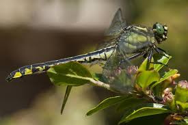 Attēlu rezultāti vaicājumam “Gomphus vulgatissimus”