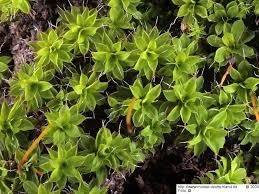 Attēlu rezultāti vaicājumam “Syntrichia virescens”