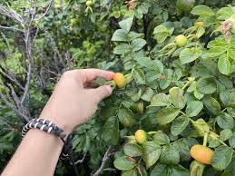 Attēlu rezultāti vaicājumam “Rosa majalis fruit”